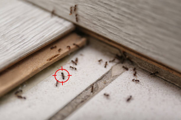 Best Best Pest Control Companies  in Northview, MI
